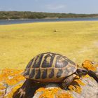 Tartaruga comune o di Hermann - Sardegna