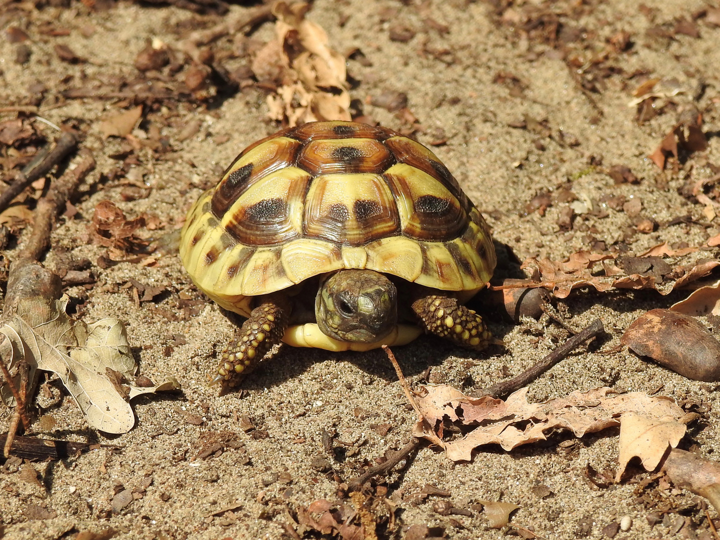 Tartaruga di terra