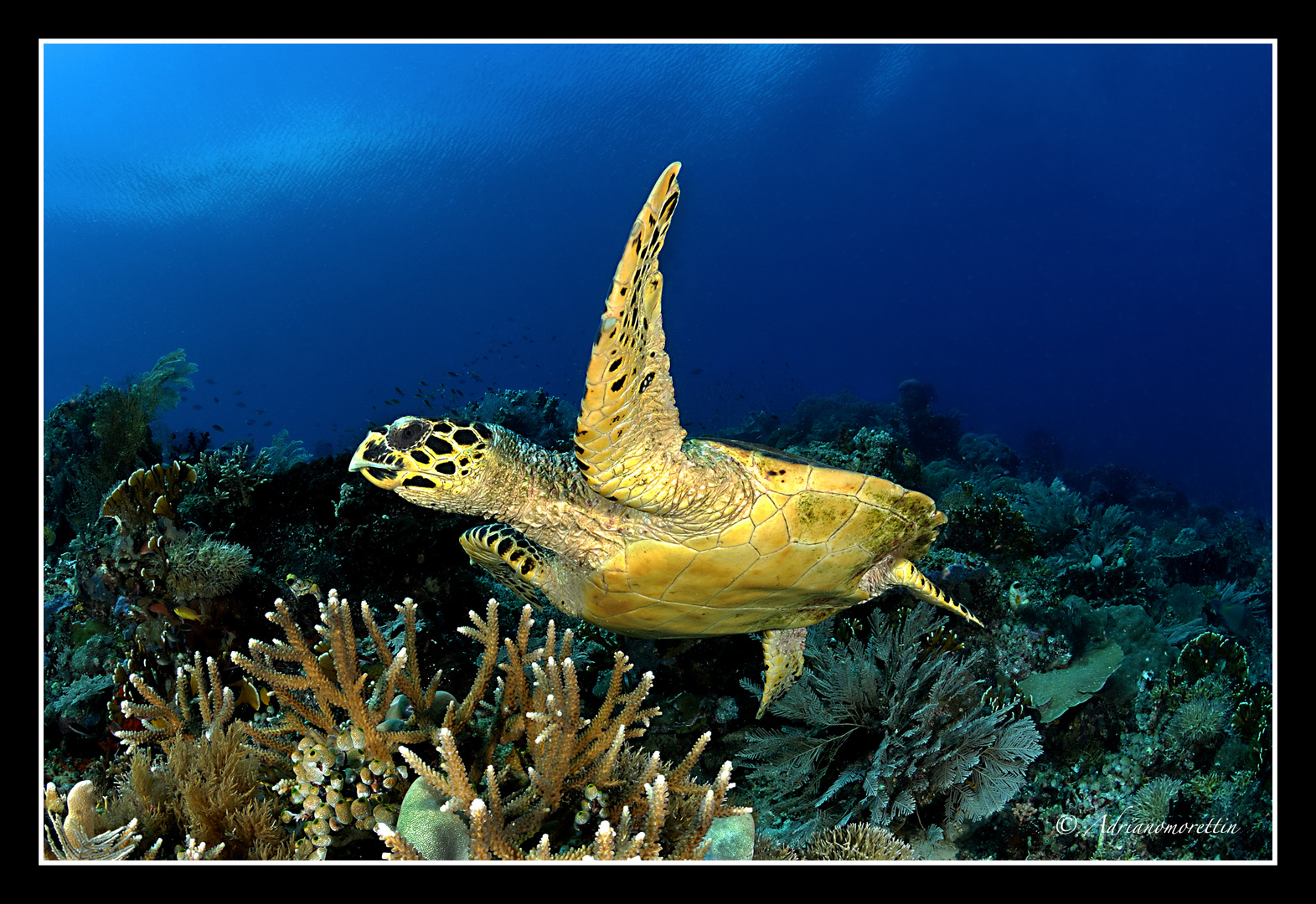 tartaruga embricata (Eretmochelys imbricata)