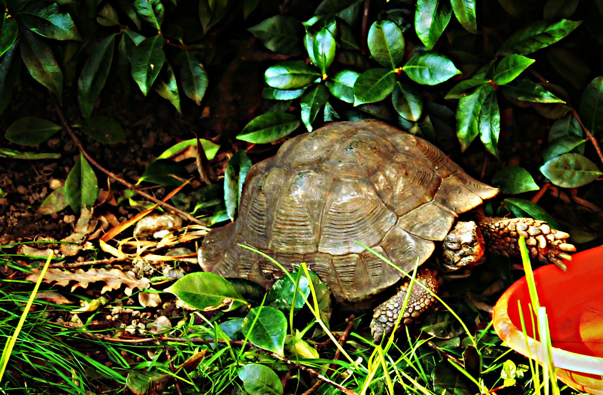 tartaruga hdr