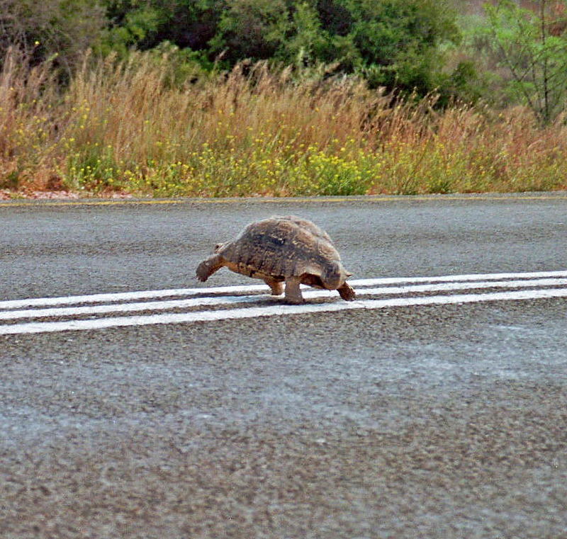 tartaruga in autostrada in Sudafrica