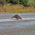 tartaruga in autostrada in Sudafrica