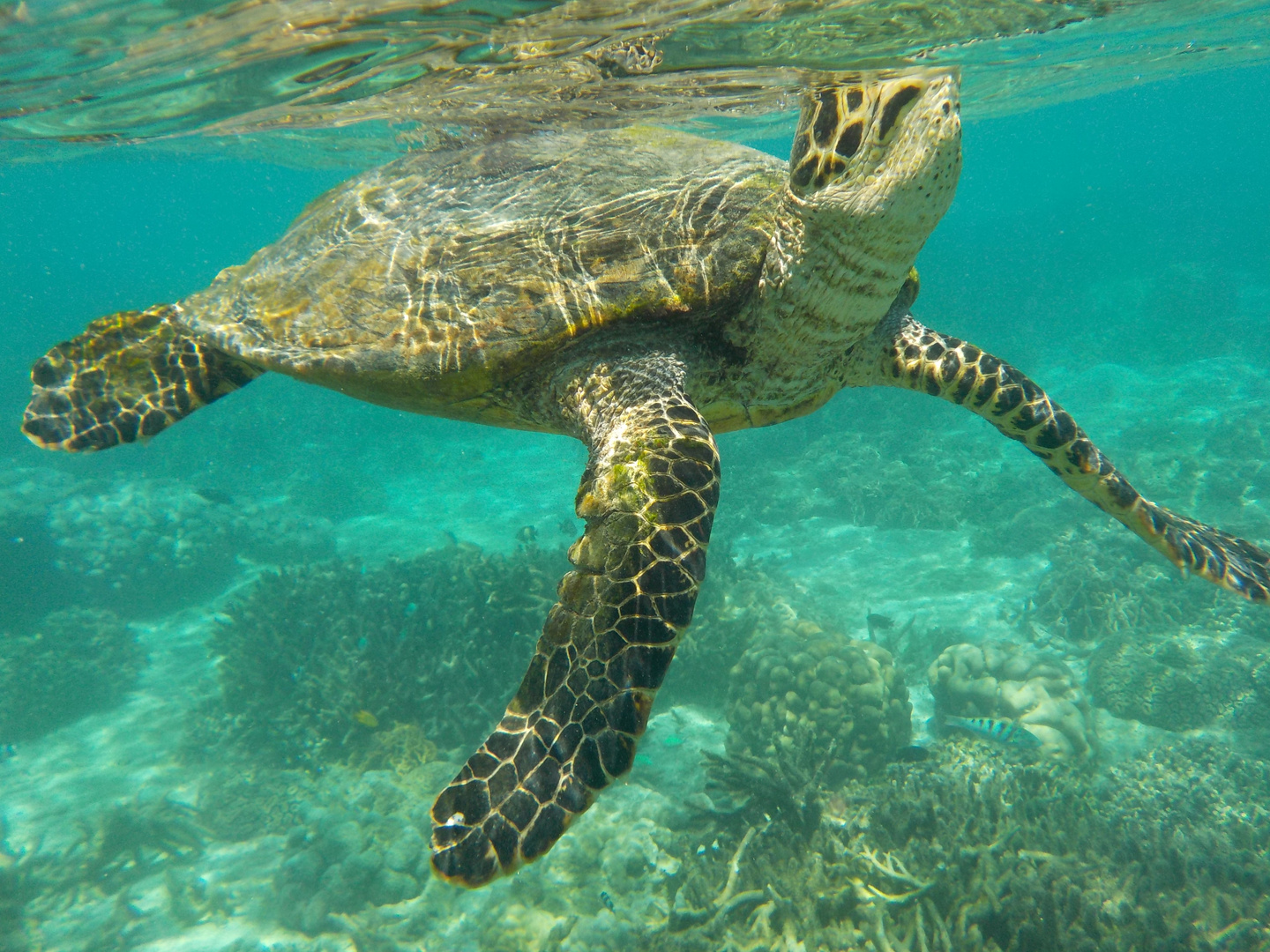 Tartaruga in Madagascar