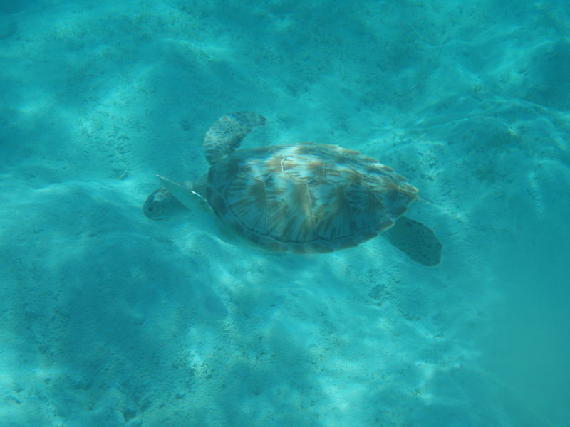 TARTARUGA MARSA ALAM