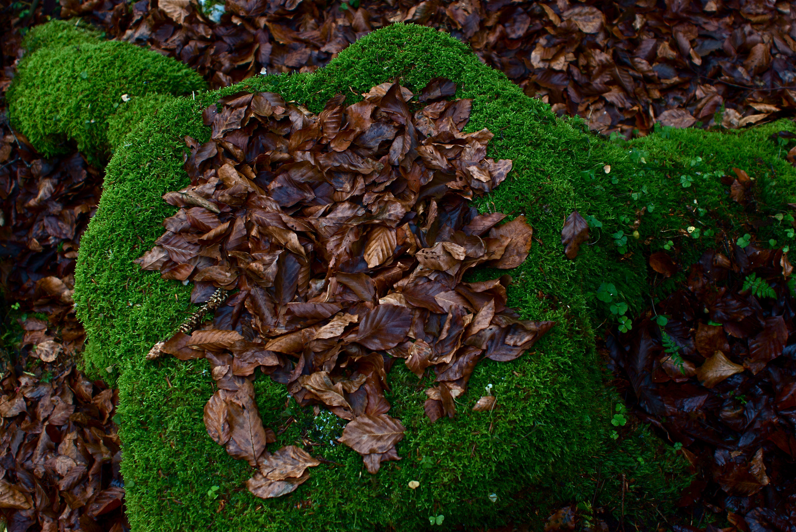 tartaruga nel bosco