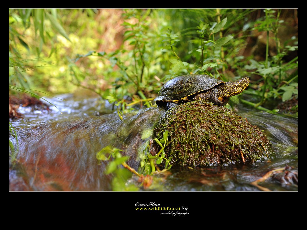 Tartaruga palustre Sardegna  www.wildlifefoto.it 