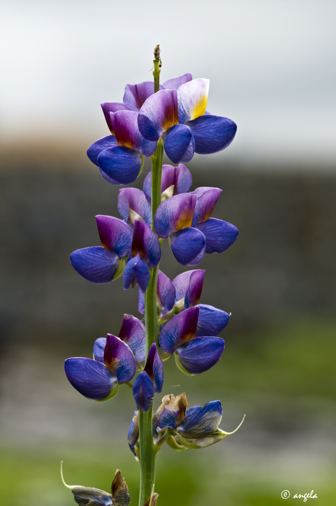 Tarwi (lupinus mutabilis)