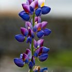 Tarwi (lupinus mutabilis)