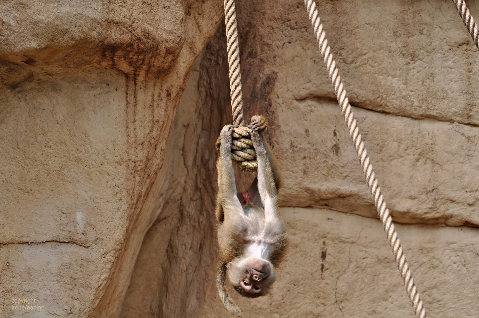 TARZAN ist wieder da !!!