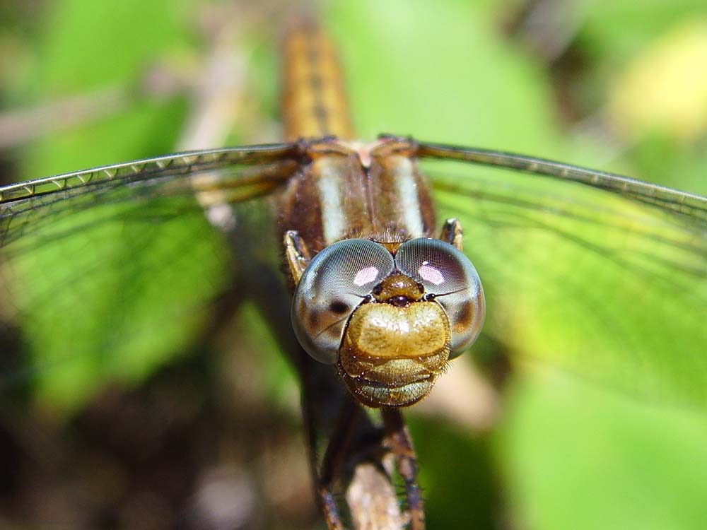 T'as de beaux yeux