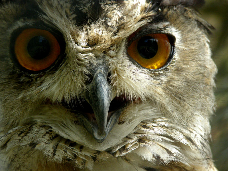 T'as de beaux yeux tu sais !