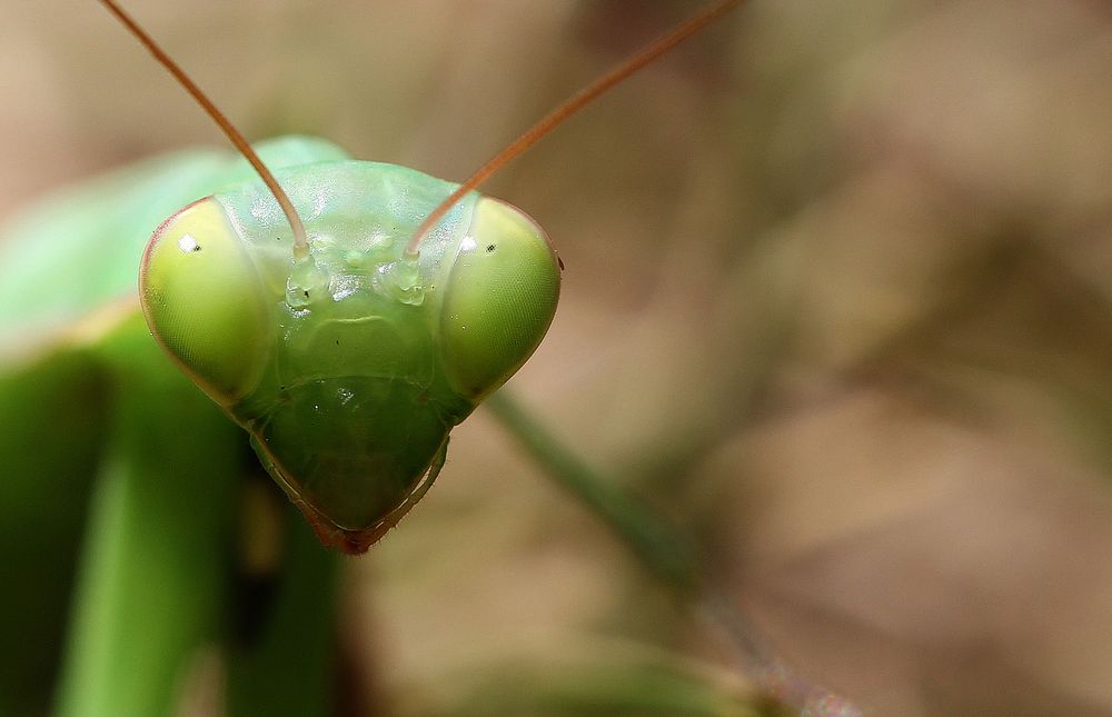 T'as de beaux yeux, tu sais...