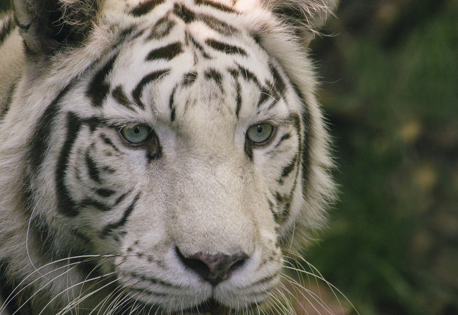 "T'as de beaux yeux, tu sais !" (Panthera tigris tigris, tigre du Bengale