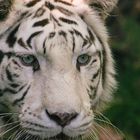 "T'as de beaux yeux, tu sais !" (Panthera tigris tigris, tigre du Bengale