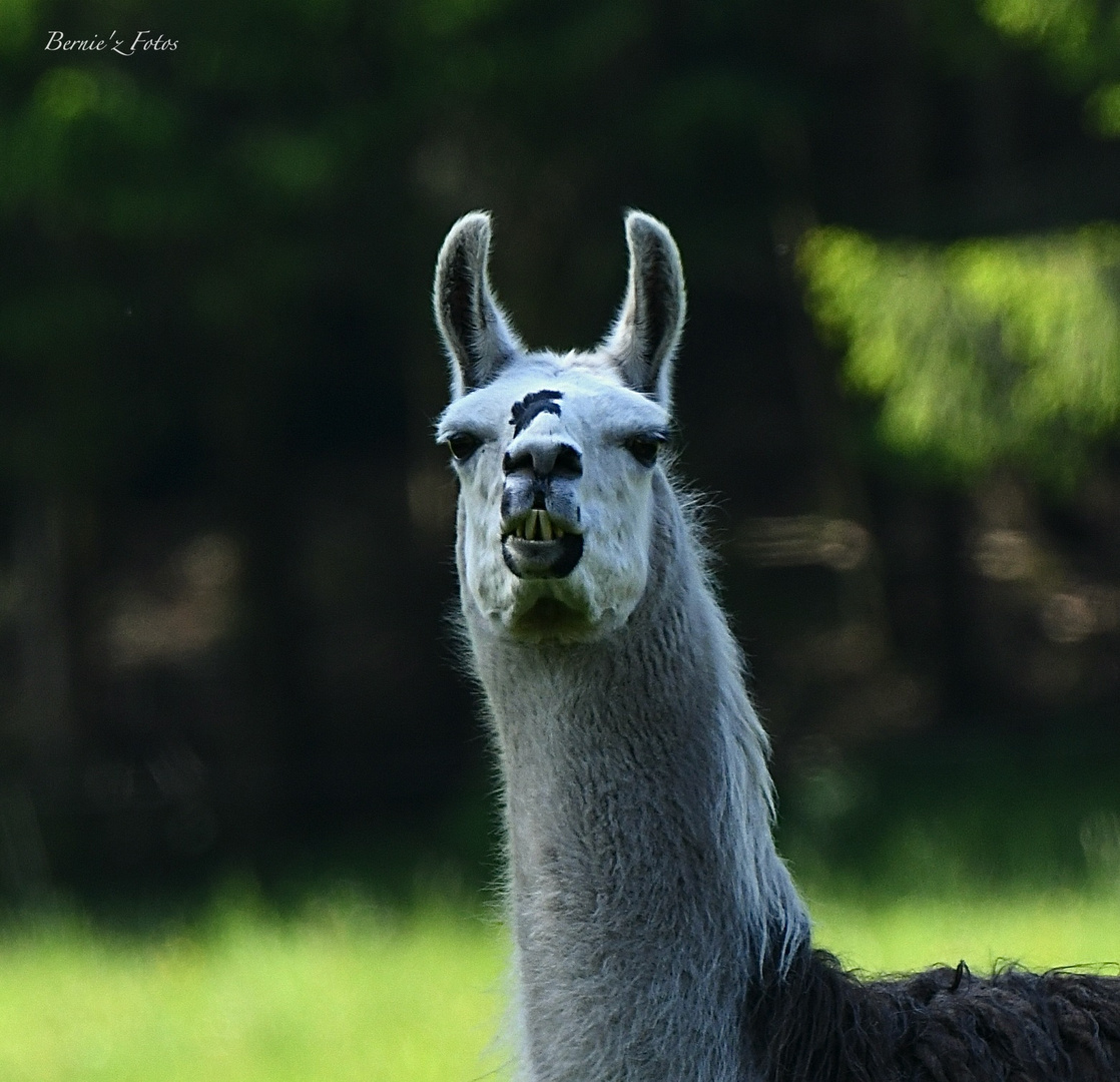 T'as vu l'alignement de mes dents ?