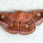 Tasar Silk Moth