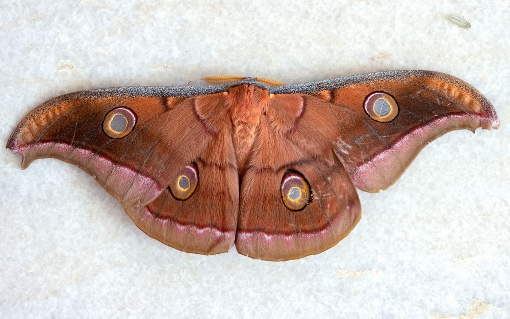 Tasar Silk Moth