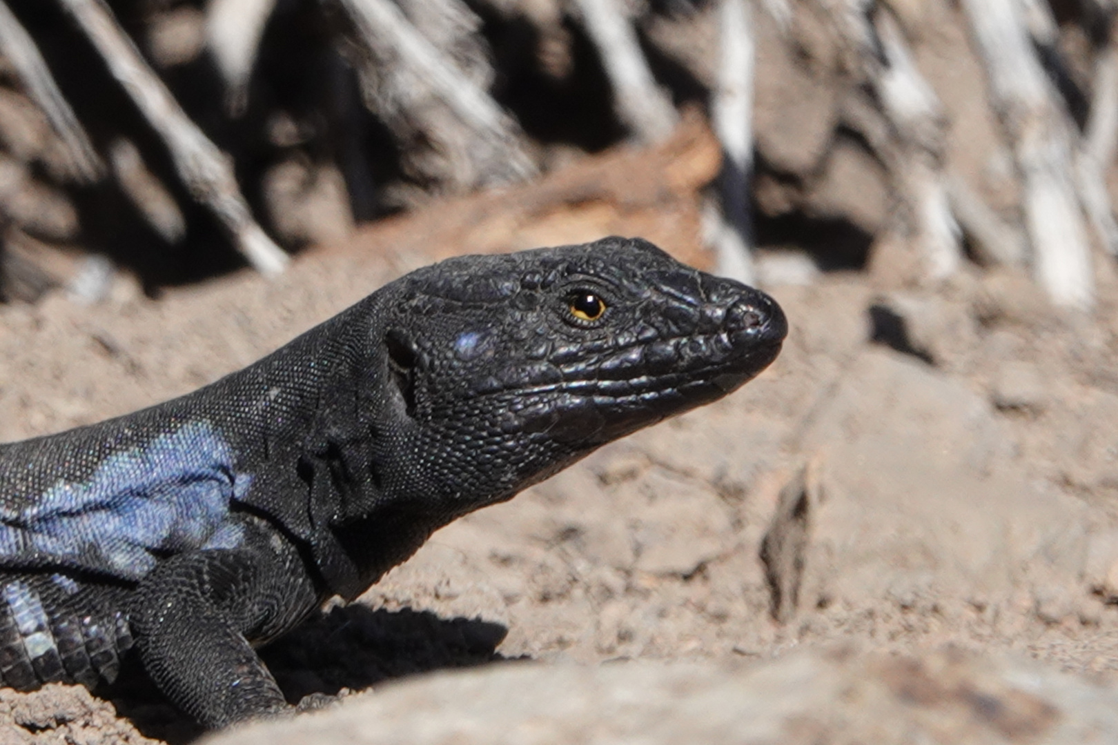 "Taschenalligator" am Teide