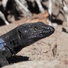 "Taschenalligator" am Teide