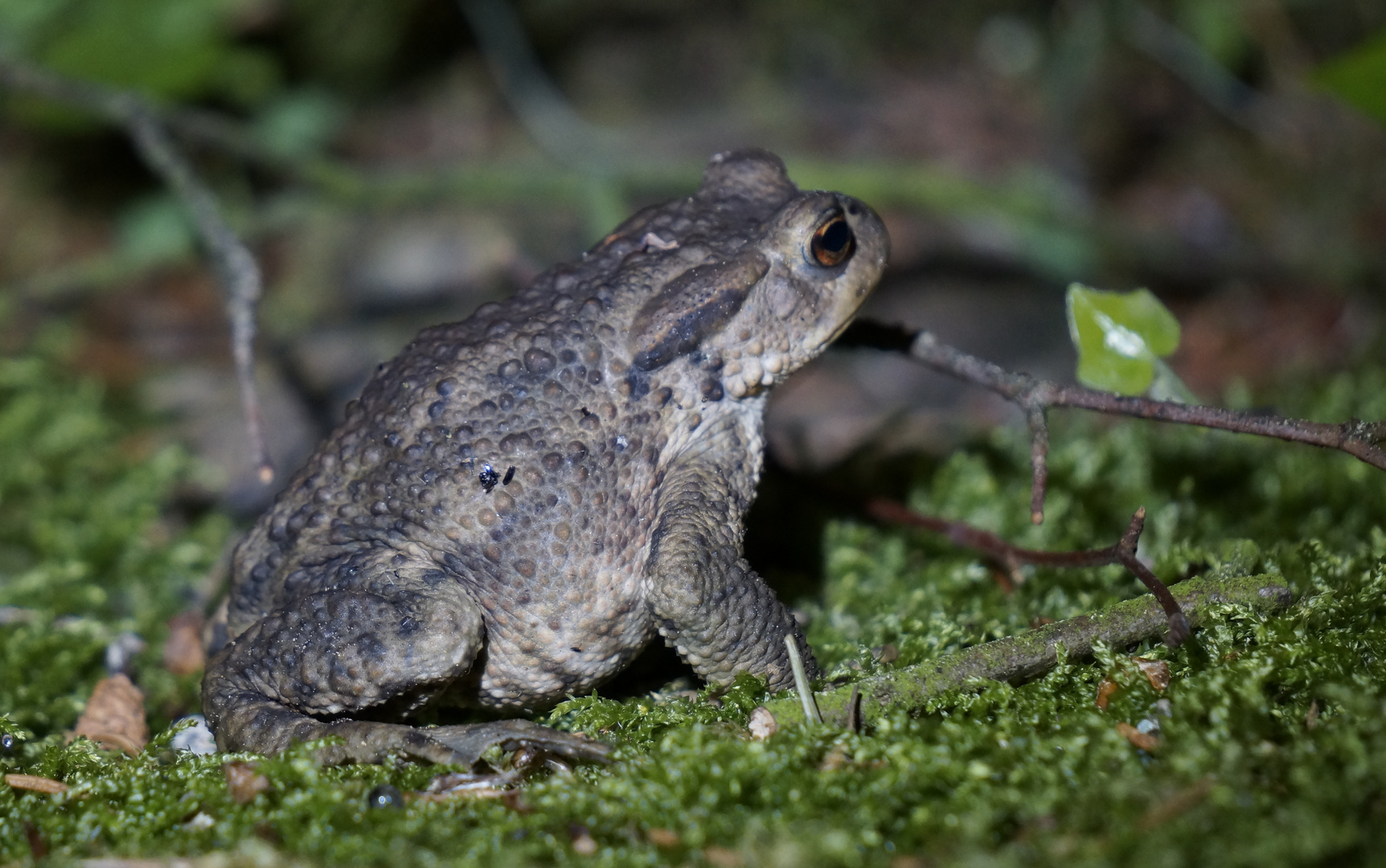 Taschenlampennachtwanderung