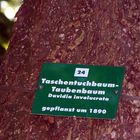 Taschentuchbaum