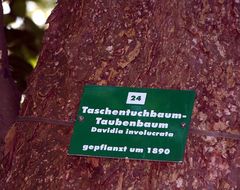 Taschentuchbaum