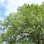 Taschentuchbaum