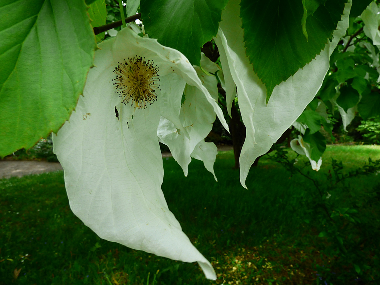 Taschentuchbaum-Blüte