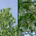 Taschentuchbaum Botanische Garten Wien