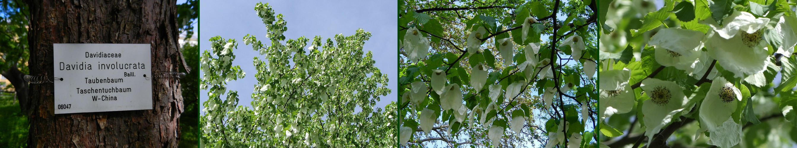 Taschentuchbaum Botanische Garten Wien