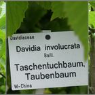 Taschentuchbaum