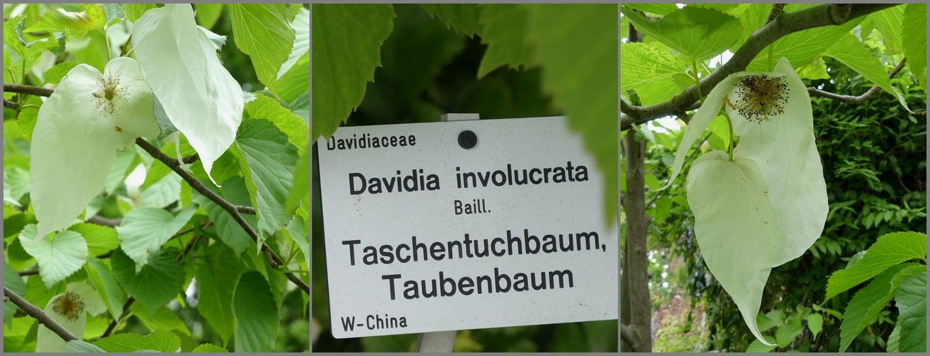 Taschentuchbaum