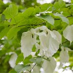 Taschentuchbaum (Davidia involucrata)