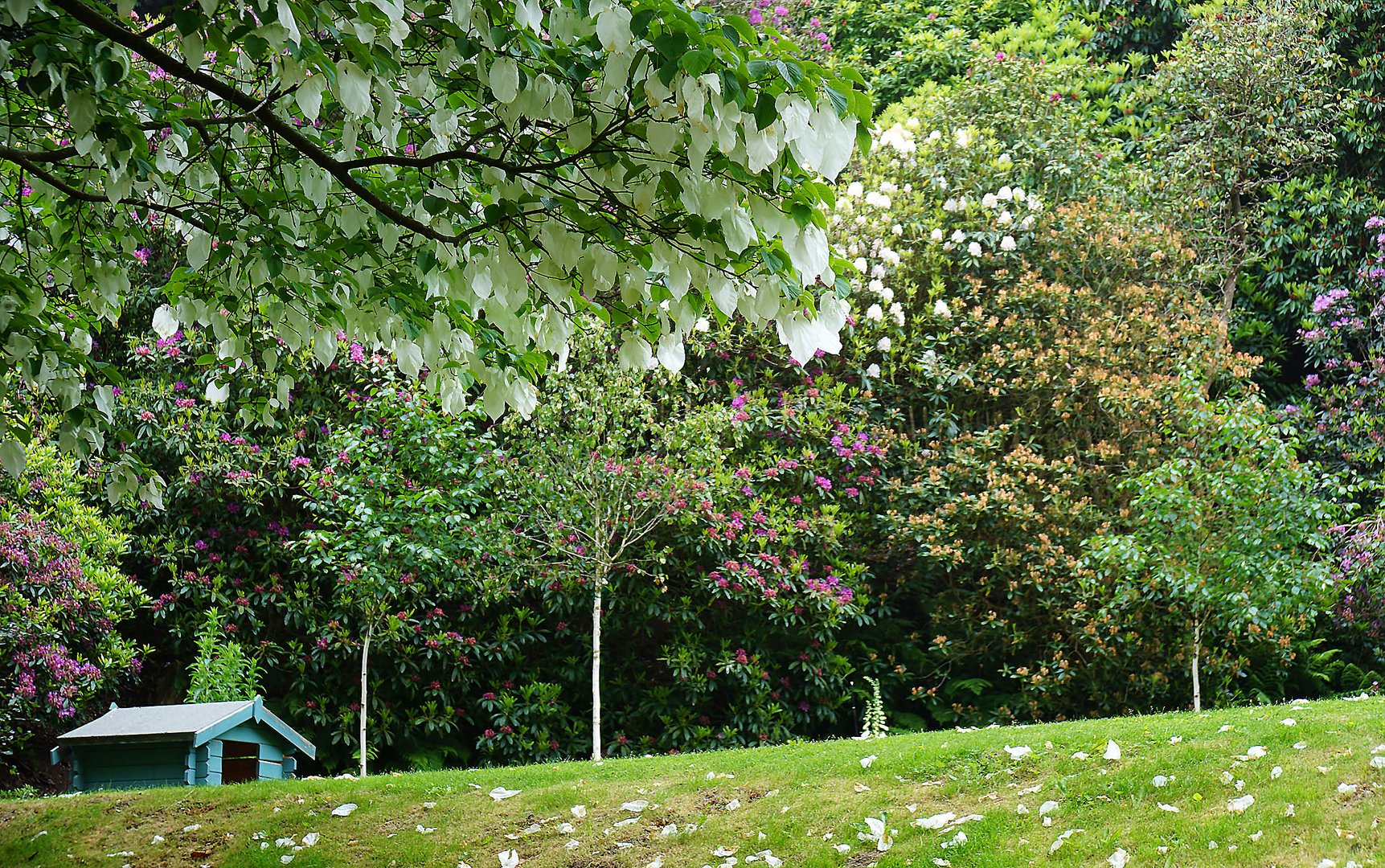 Taschentuchbaum (Davidia involucrata)