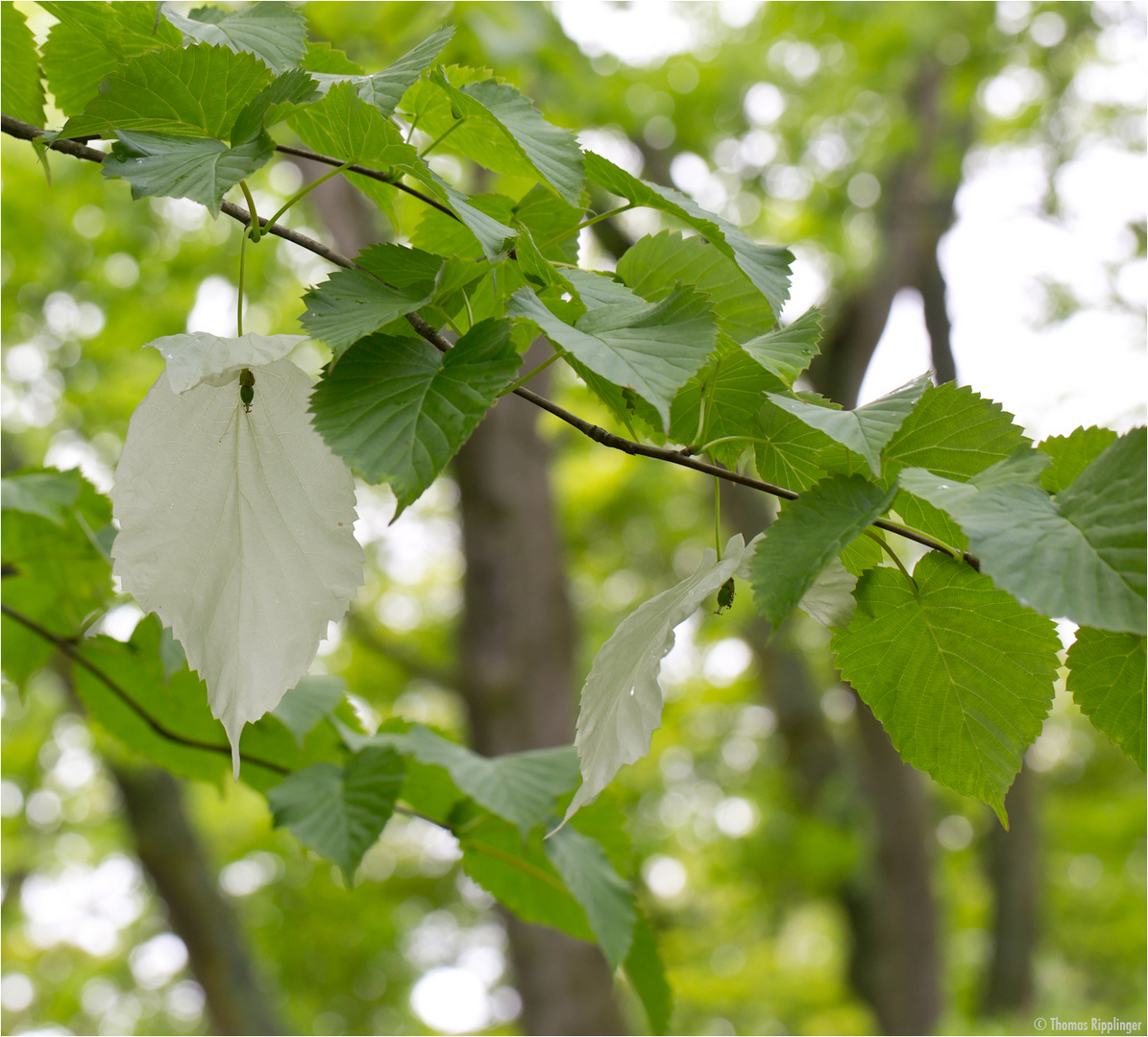 Taschentuchbaum (Davidia involucrata)..