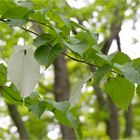 Taschentuchbaum (Davidia involucrata)..