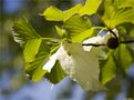 Taschentuchbaum (Davidia involucrata).. von Thomas Ripplinger 