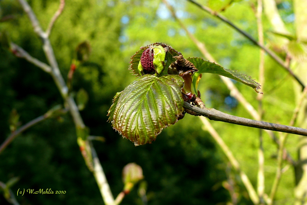 Taschentuchbaum (Davidia involucrata),