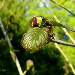 Taschentuchbaum (Davidia involucrata),