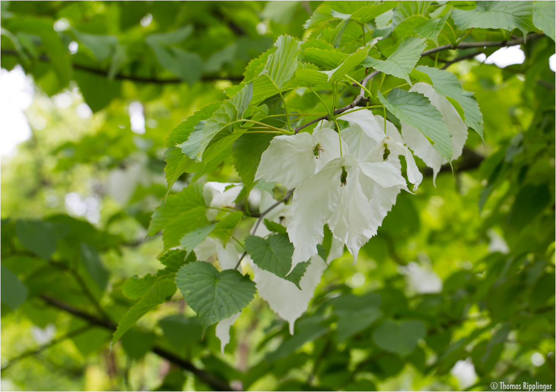 Taschentuchbaum (Davidia involucrata).