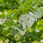 Taschentuchbaum (Davidia involucrata).