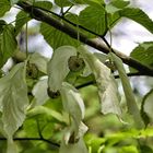 Taschentuchbaum (Davidia involucrata)