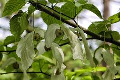 Taschentuchbaum (Davidia involucrata)