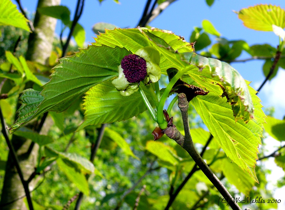 Taschentuchbaum (Davidia involucrata), II