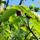 Taschentuchbaum (Davidia involucrata), II