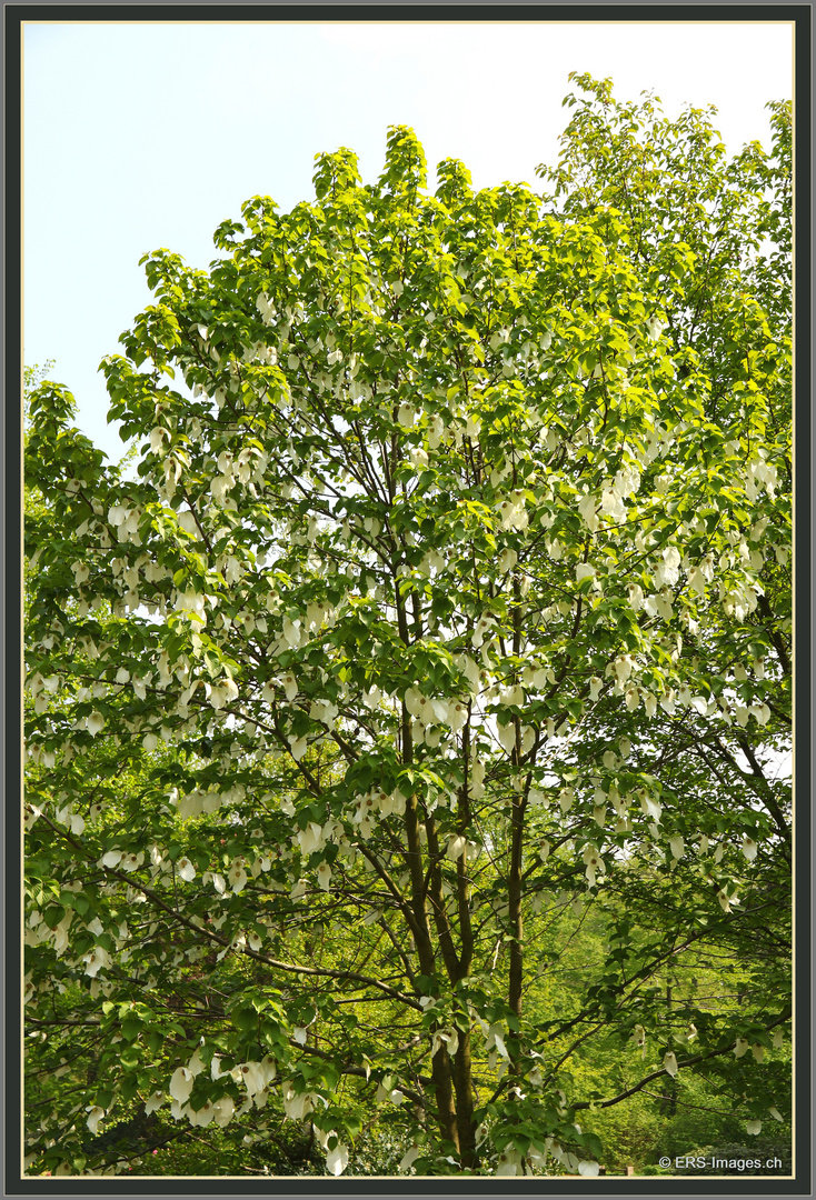 Taschentuchbaum (Davidia involucrata) Park Schloss Eckberg Dresden . 2019-05-01 152 (1) ©