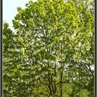 Taschentuchbaum (Davidia involucrata) Park Schloss Eckberg Dresden . 2019-05-01 152 (1) ©