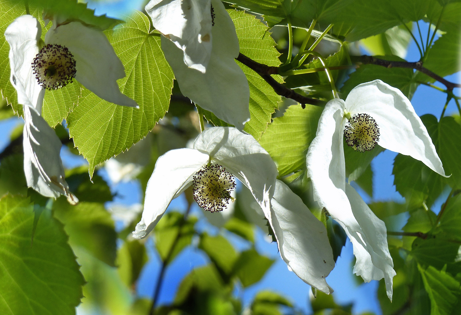 Taschentuchbaum