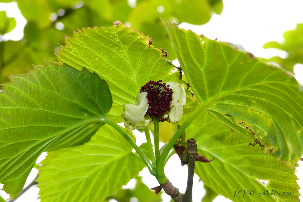 Taschentuchbaum III