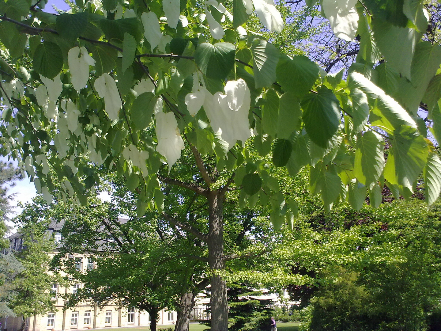 Taschentuchbaum im Klostergarten
